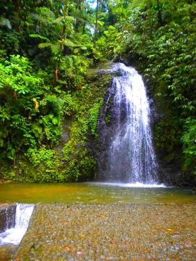 Cascade dans la forêt tropicale du Nord de la Martinique